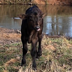 Meet your Posher, Lee